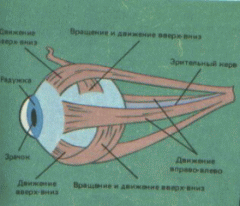 Мышцы